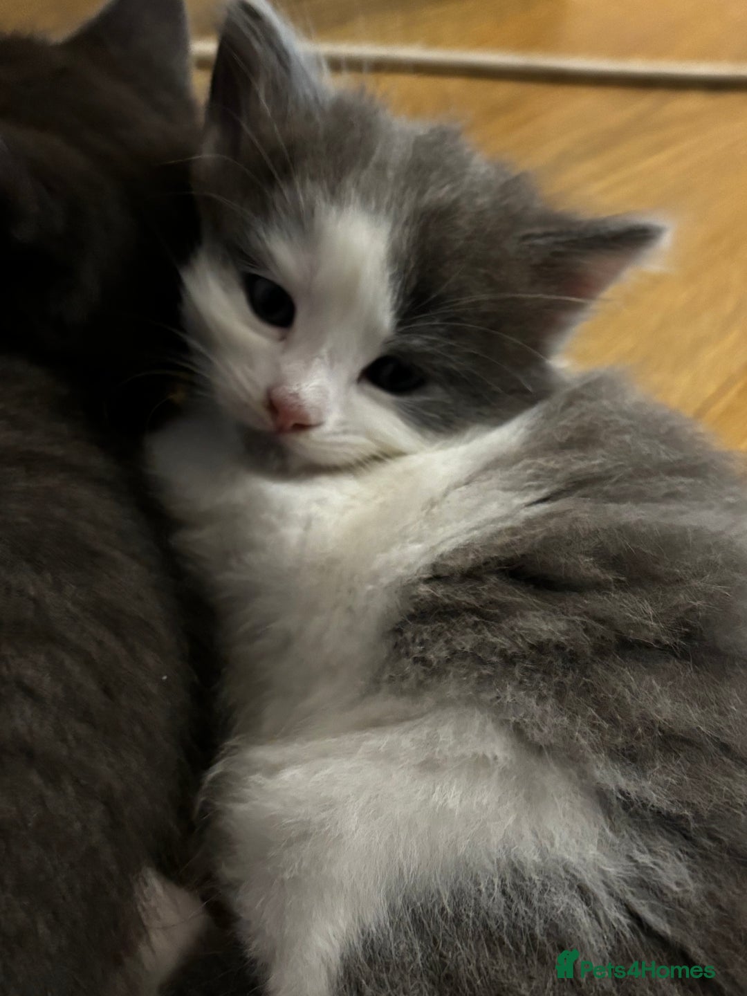 Mixed Breed cats for sale: Beautiful kittens for sale - Advert 18