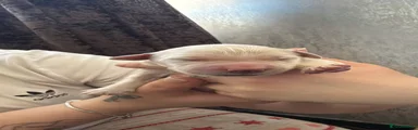 Golden Retriever Puppy 1