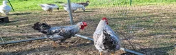Chickens poultry for sale: Beautiful Cream Legbar Rooster - Advert 7