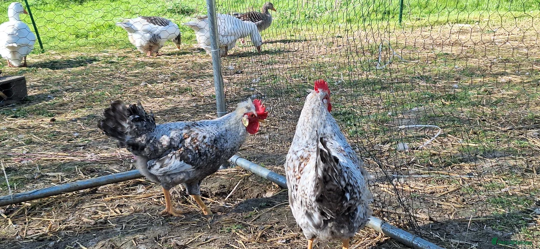 Chickens poultry for sale: Beautiful Cream Legbar Rooster - Advert 7