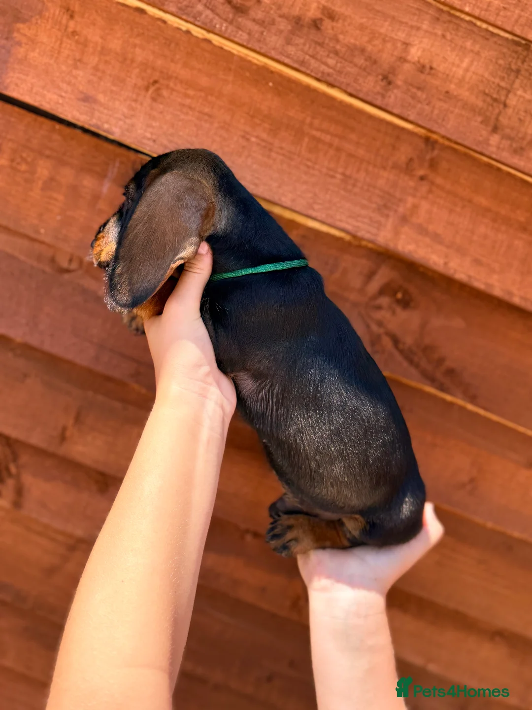 Miniature Dachshund dogs for sale: 🐾Exceptional wired haired dachshunds  🐾 - Advert 37