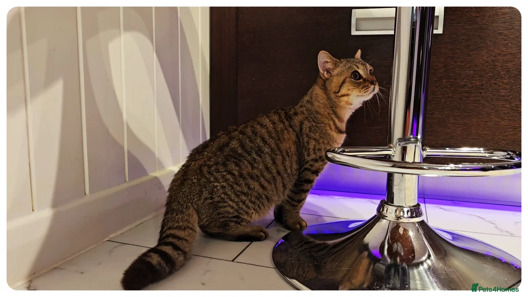 British Shorthair cats for sale: British Blue Kittens - Advert 7