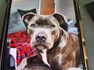 Staffordshire Bull Terrier dogs - Advert 2