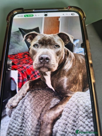 Staffordshire Bull Terrier dogs - Advert 1