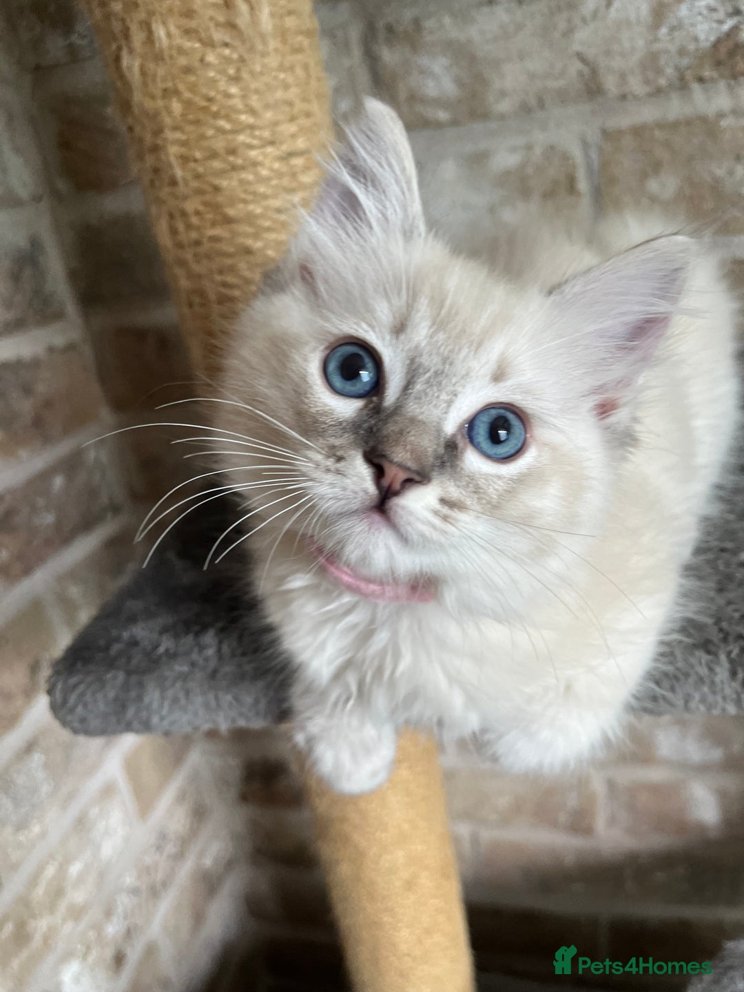 Ragdoll cats for sale: One female Ragdoll left  in Cambridge - Image 1
