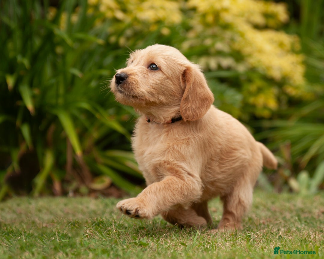 Labradoodle dogs for sale: 2nd Generation Labradoodles - Image 12