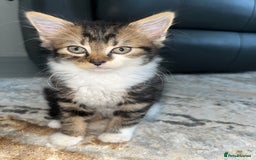 Mixed Breed cats for sale: Kittens for sale - Image 6