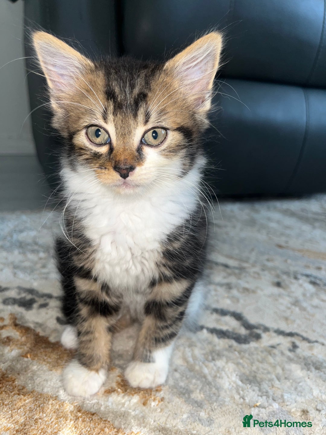 Mixed Breed cats for sale: Kittens for sale - Image 6