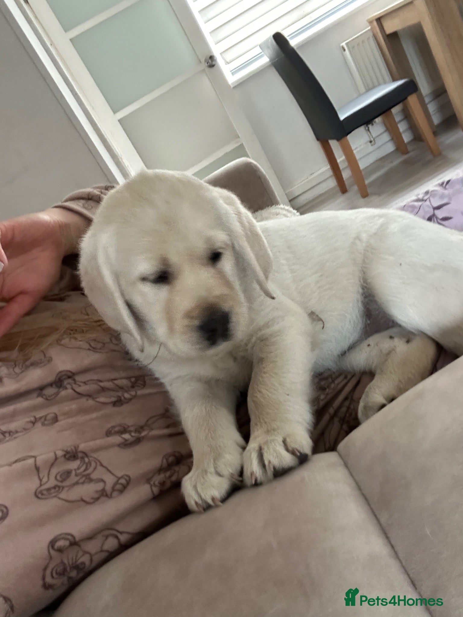 Golden Retriever dogs Golden retriver x lablador show ln - Advert 11