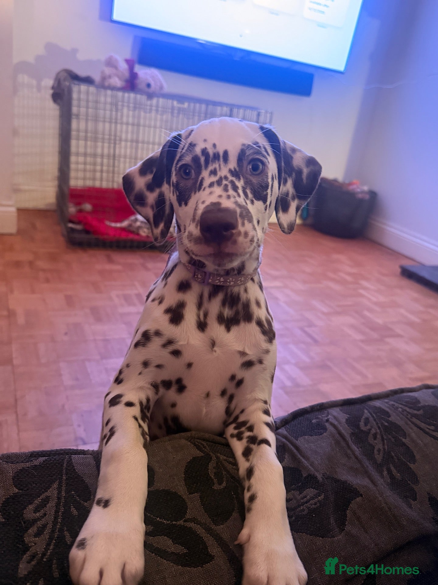 Dalmatian dogs for sale: 6 Dalmatian Puppies for Sale  - Advert 1