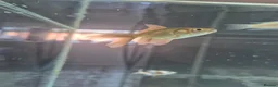 Fancy Goldfish fish for sale: 2 Fancy Goldfish in Wolverhampton - Advert 10