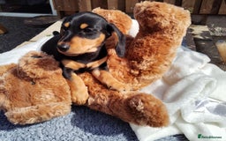 Miniature Dachshund dogs for sale: Mini dachshund  - Image 20