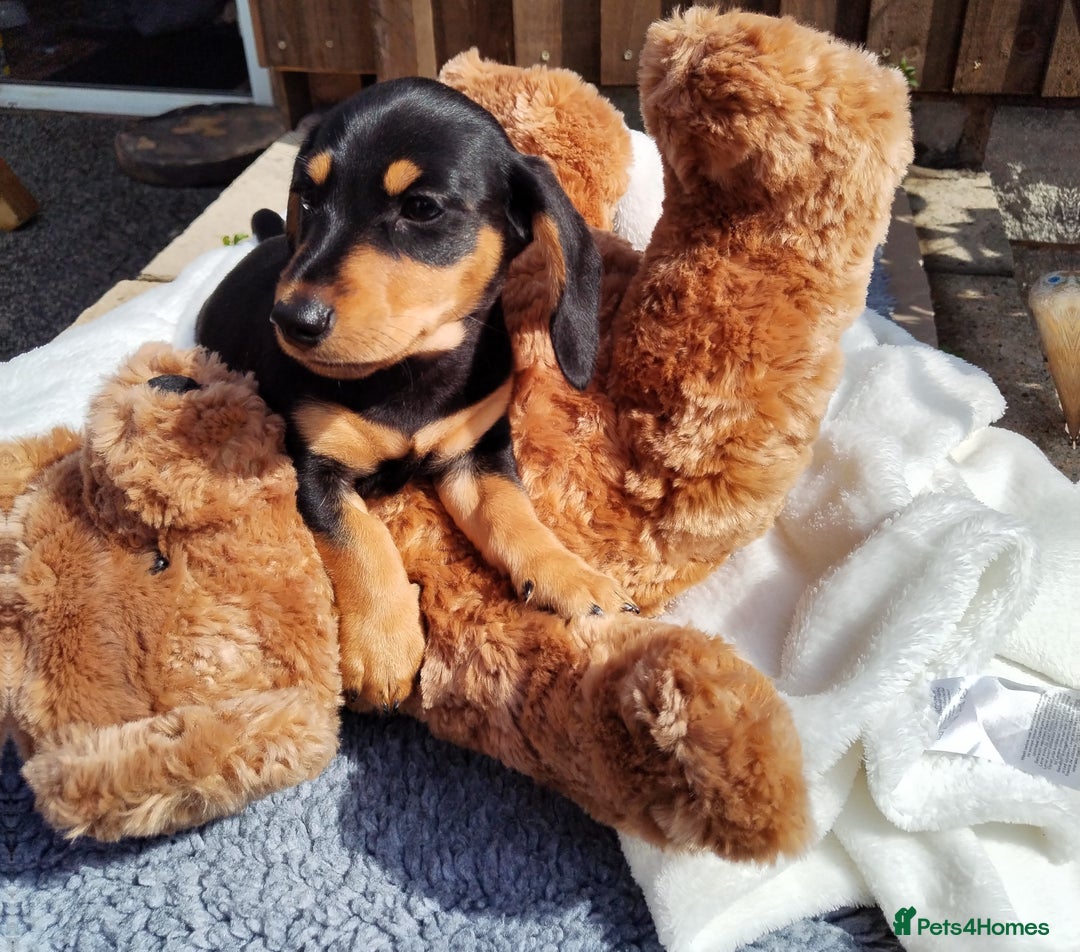 Miniature Dachshund dogs for sale: Mini dachshund  - Image 20