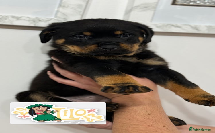 Rottweiler dogs - Advert 1