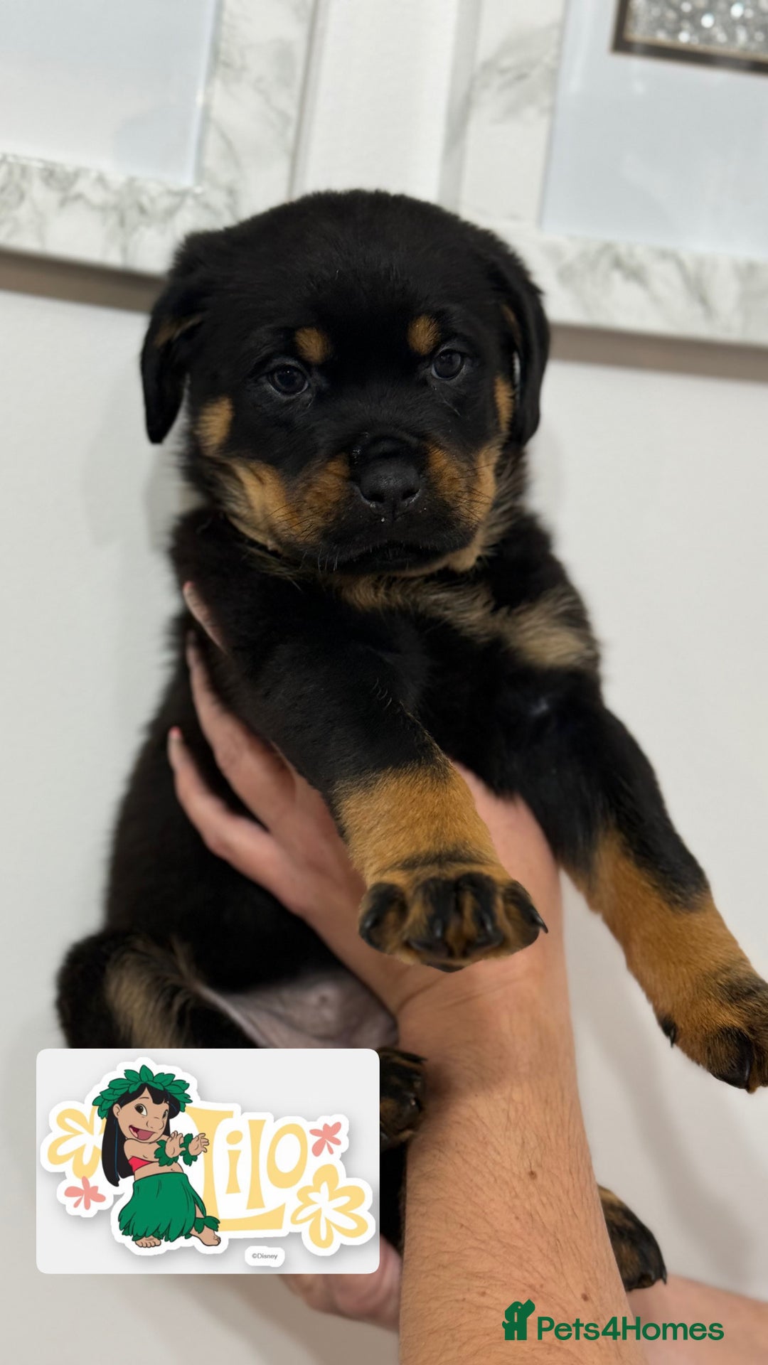 Rottweiler dogs for sale: Stunning chunky Rottweiler puppies - Image 1