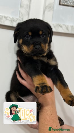 Rottweiler dogs - Advert 15