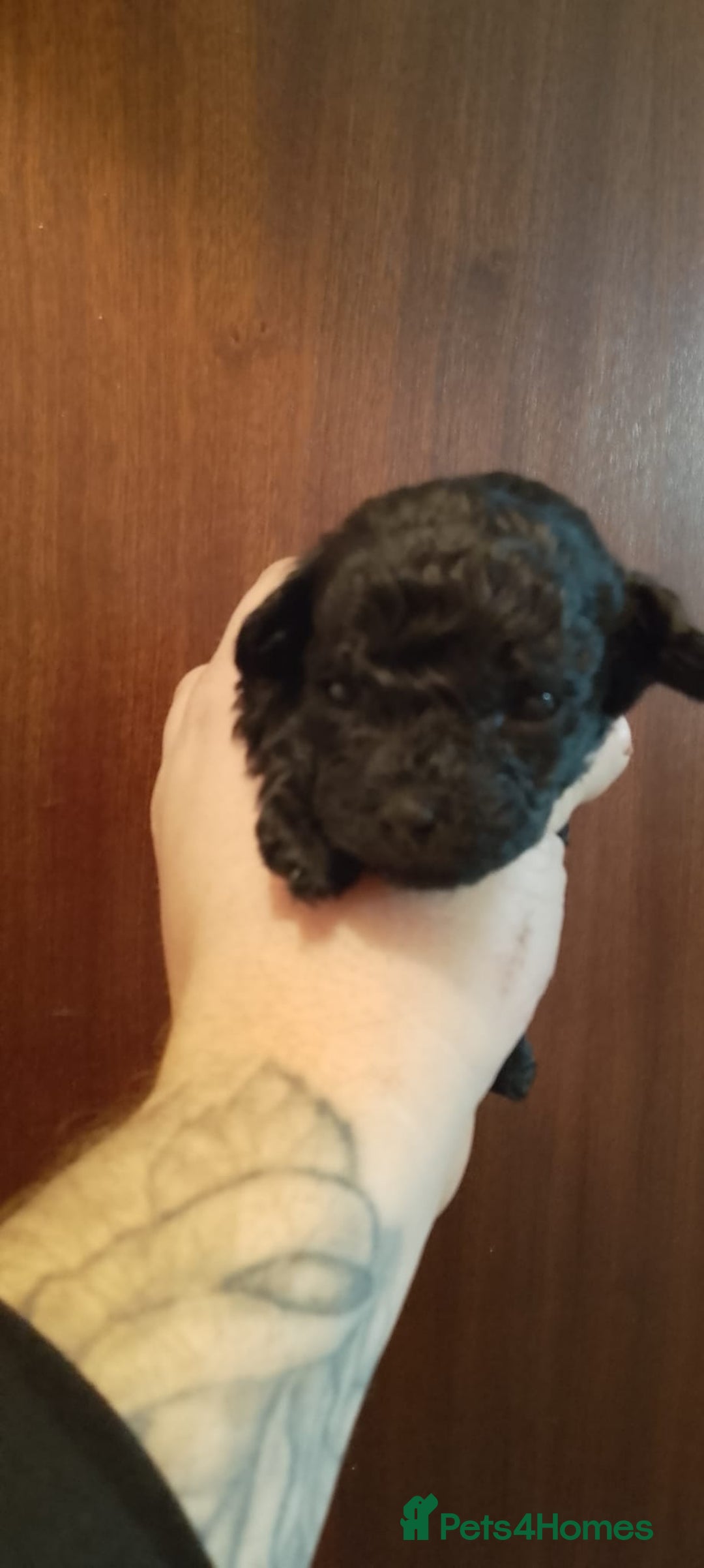 Shihpoo dogs for sale: Last f1b shihpoo left £850 - Advert 8