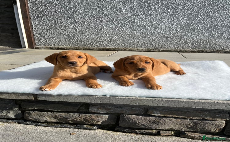 Labrador Retriever dogs - Advert 11