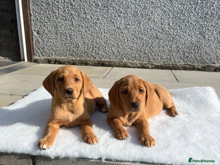 Labrador Retriever dogs - Advert 6