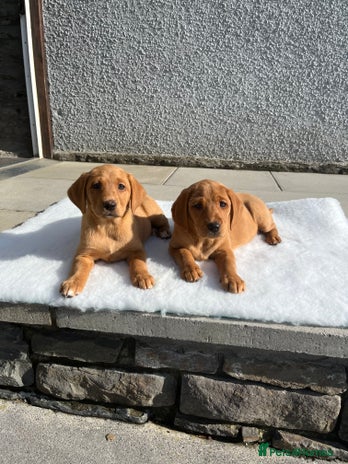 Labrador Retriever dogs - Advert 4