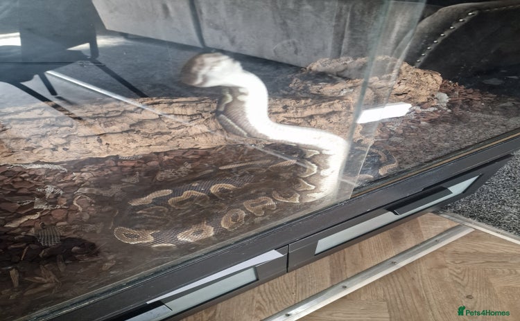 Python Snake reptiles - Advert 12