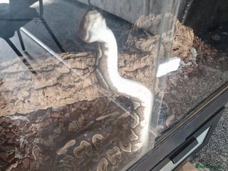 Python Snake reptiles - Advert 24