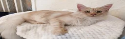 Maine Coon cats for sale: TICA Reg Maine Coon BOY. Cream Smoke. ACTIVE. - Advert 3