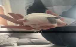 French Bulldog dogs for sale: Best sofa needed  - Image 7