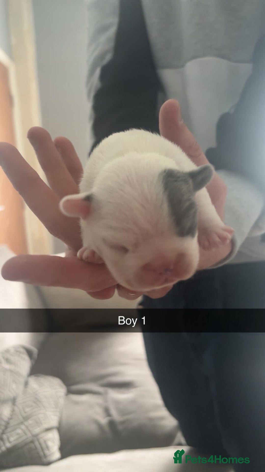 French Bulldog dogs for sale: Best sofa needed  - Image 7