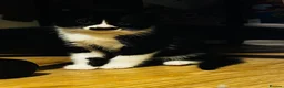 Mixed Breed cats for sale: Playful and lovely kittens  - Advert 9