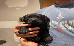 Labrador Retriever dogs for sale: Equal parts adventure and sofa buddies (Labradors) - Image 31