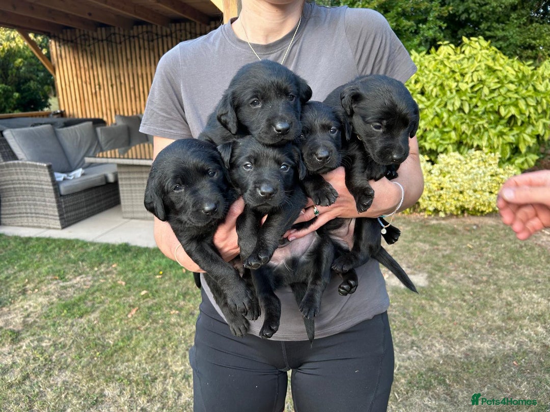 Mixed Breed dogs for sale: Gorgeous Lab x Collie puppies - Image 2