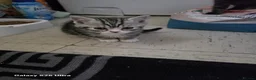 Mixed Breed cats for sale: Kittens available  - Advert 19