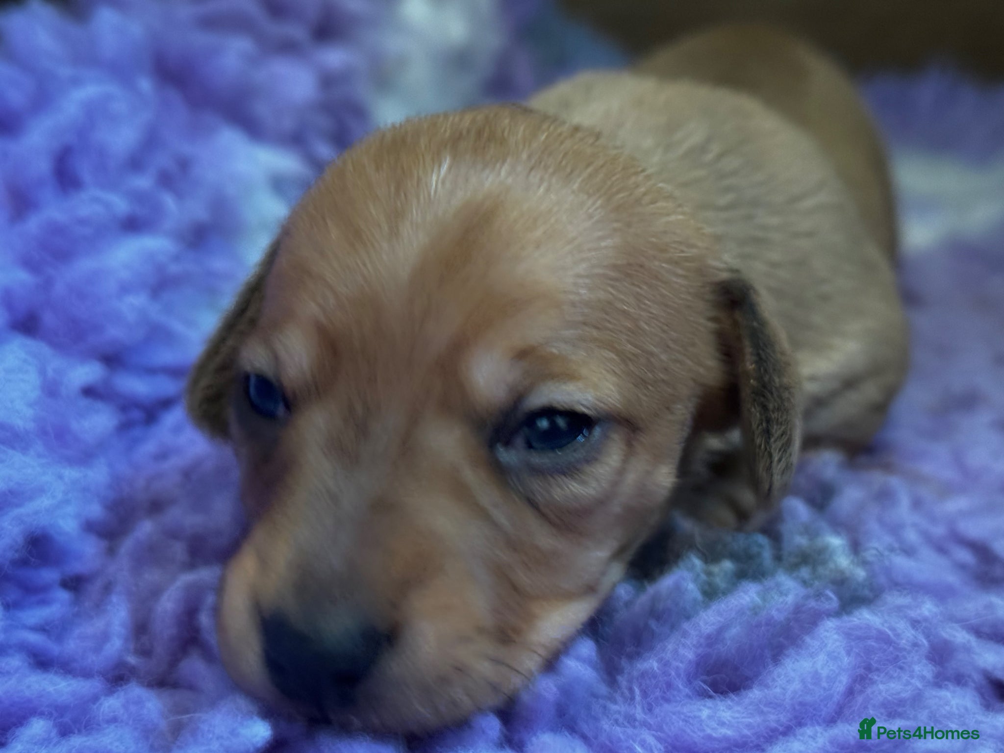 Jackshund dogs Jackshund male puppy - Advert 1