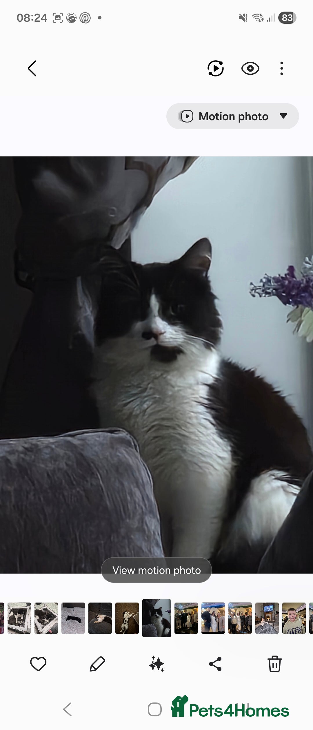 Mixed Breed cats Male cat monty - Advert 1