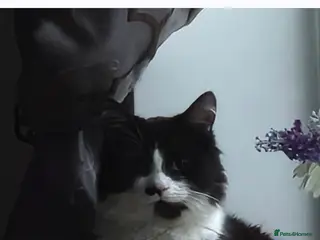 Mixed Breed cats Male cat monty - Advert 1