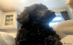 Toy Poodle dogs for sale: Purebred black toy poodle - Advert 5