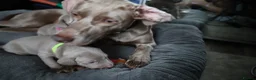 Weimaraner dogs for sale: Weimaraner puppies  - Advert 3