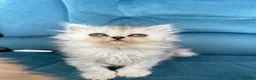 Persian cats for sale: Beautiful Persian Kittens Available forLovingHomes - Advert 9