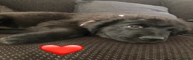 Jet