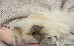 Guinea Pig rodents for sale: 3 beautiful females for sale  - Image 11