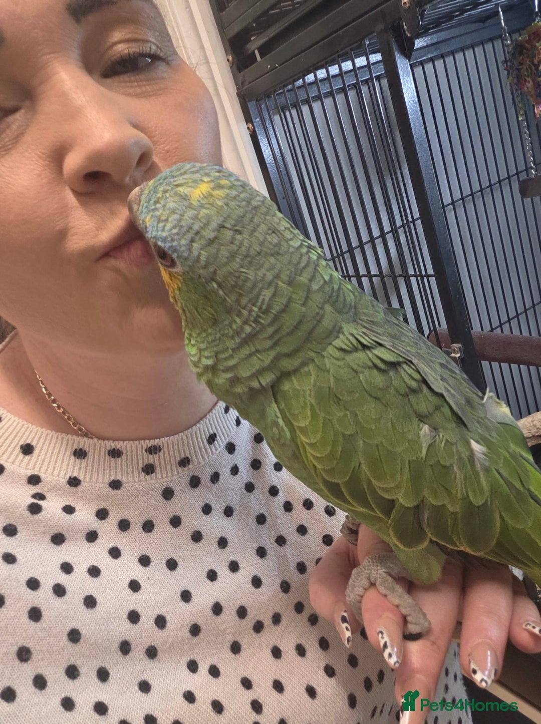 Parrots birds for sale: Various parrots available check description  - Advert 5