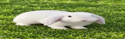 Mini Lop rabbits for sale: Mini lop bunnies  - Advert 2