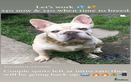 French Bulldog dogs for sale: Gorgeous Big Rope  - Advert 3