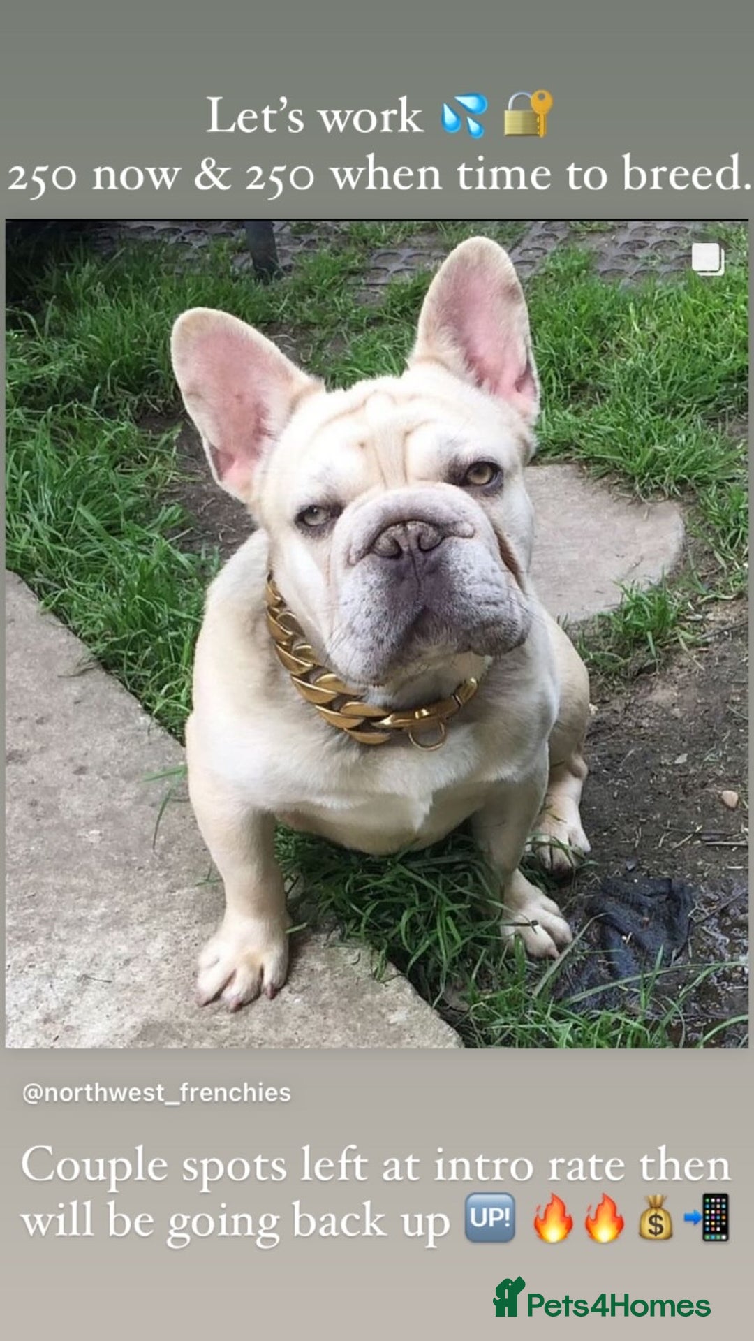 French Bulldog dogs for sale: Gorgeous Big Rope  - Advert 3