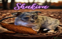 Chihuahua dogs for sale: Stunning longhaired Chihuahua puppies  - Image 7