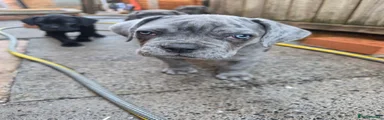 Cane Corso 7