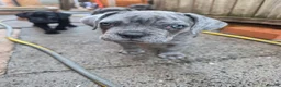 Cane Corso dogs for sale: A families best friend 🧡  - Advert 3