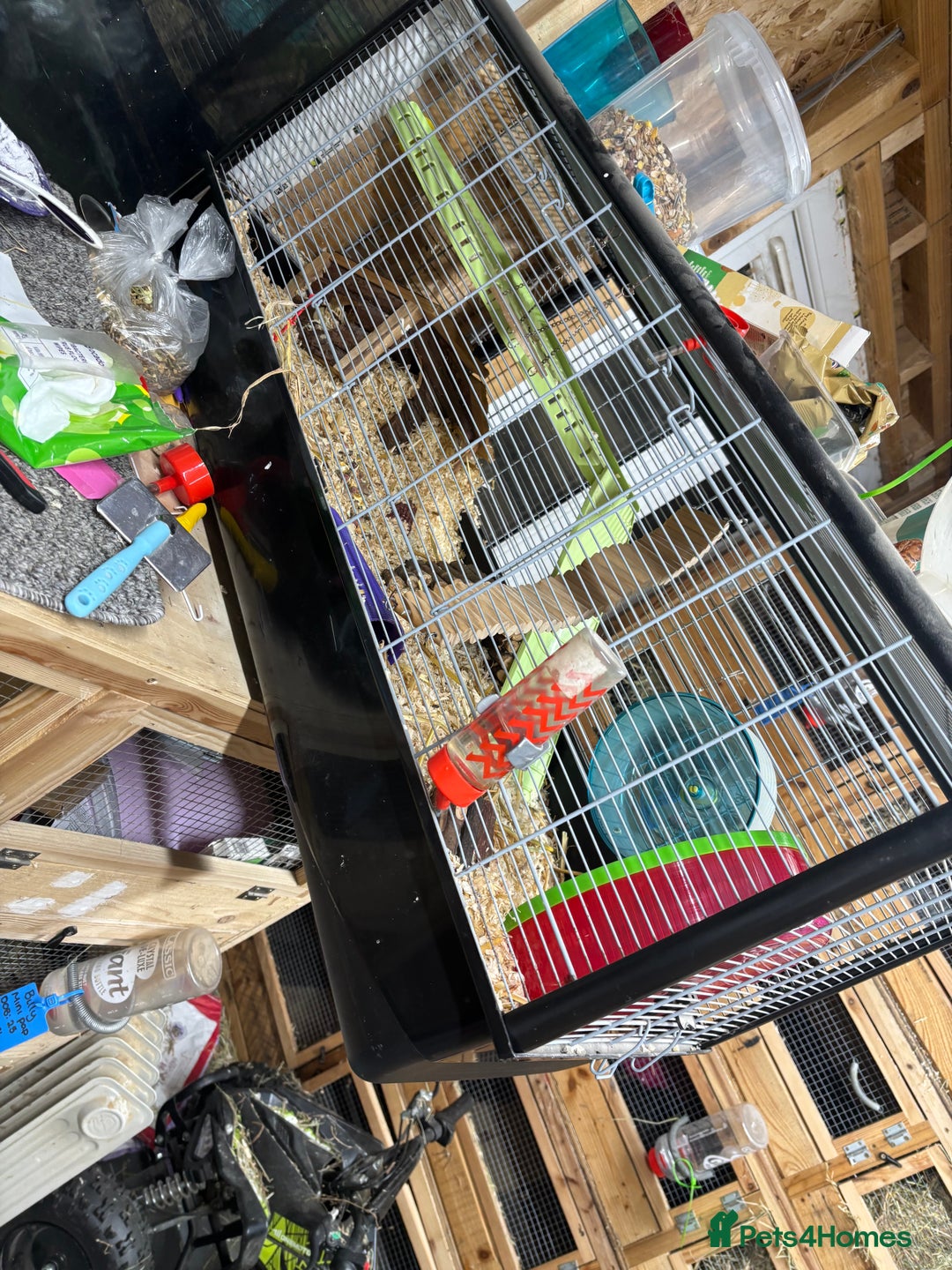 Hamster rodents for sale: Male Syrian hamster  - Advert 8