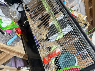 Hamster rodents Hamster cage available - Advert 1